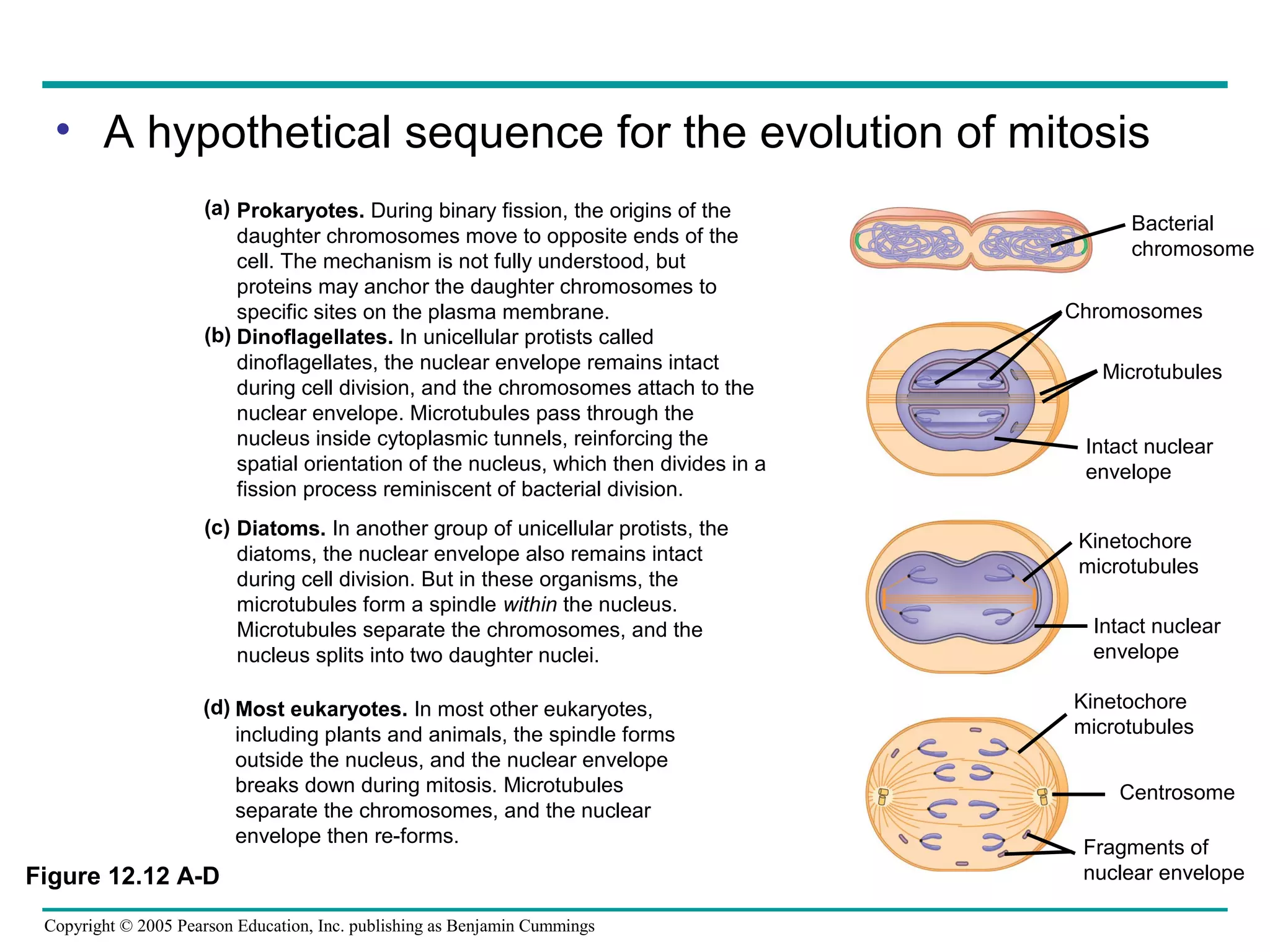 • A hypothetical sequence for the evolution of mitosis
(a) Prokaryotes. During binary fission, the origins of the
daughter chromosomes move to opposite ends of the
cell. The mechanism is not fully understood, but
proteins may anchor the daughter chromosomes to
specific sites on the plasma membrane.
(b) Dinoflagellates. In unicellular protists called
dinoflagellates, the nuclear envelope remains intact
during cell division, and the chromosomes attach to the
nuclear envelope. Microtubules pass through the
nucleus inside cytoplasmic tunnels, reinforcing the
spatial orientation of the nucleus, which then divides in a
fission process reminiscent of bacterial division.
(c) Diatoms. In another group of unicellular protists, the
diatoms, the nuclear envelope also remains intact
during cell division. But in these organisms, the
microtubules form a spindle within the nucleus.
Microtubules separate the chromosomes, and the
nucleus splits into two daughter nuclei.
(d) Most eukaryotes. In most other eukaryotes,
including plants and animals, the spindle forms
outside the nucleus, and the nuclear envelope
breaks down during mitosis. Microtubules
separate the chromosomes, and the nuclear
envelope then re-forms.

Figure 12.12 A-D
Copyright © 2005 Pearson Education, Inc. publishing as Benjamin Cummings

Bacterial
chromosome
Chromosomes
Microtubules
Intact nuclear
envelope
Kinetochore
microtubules
Intact nuclear
envelope
Kinetochore
microtubules
Centrosome
Fragments of
nuclear envelope

 