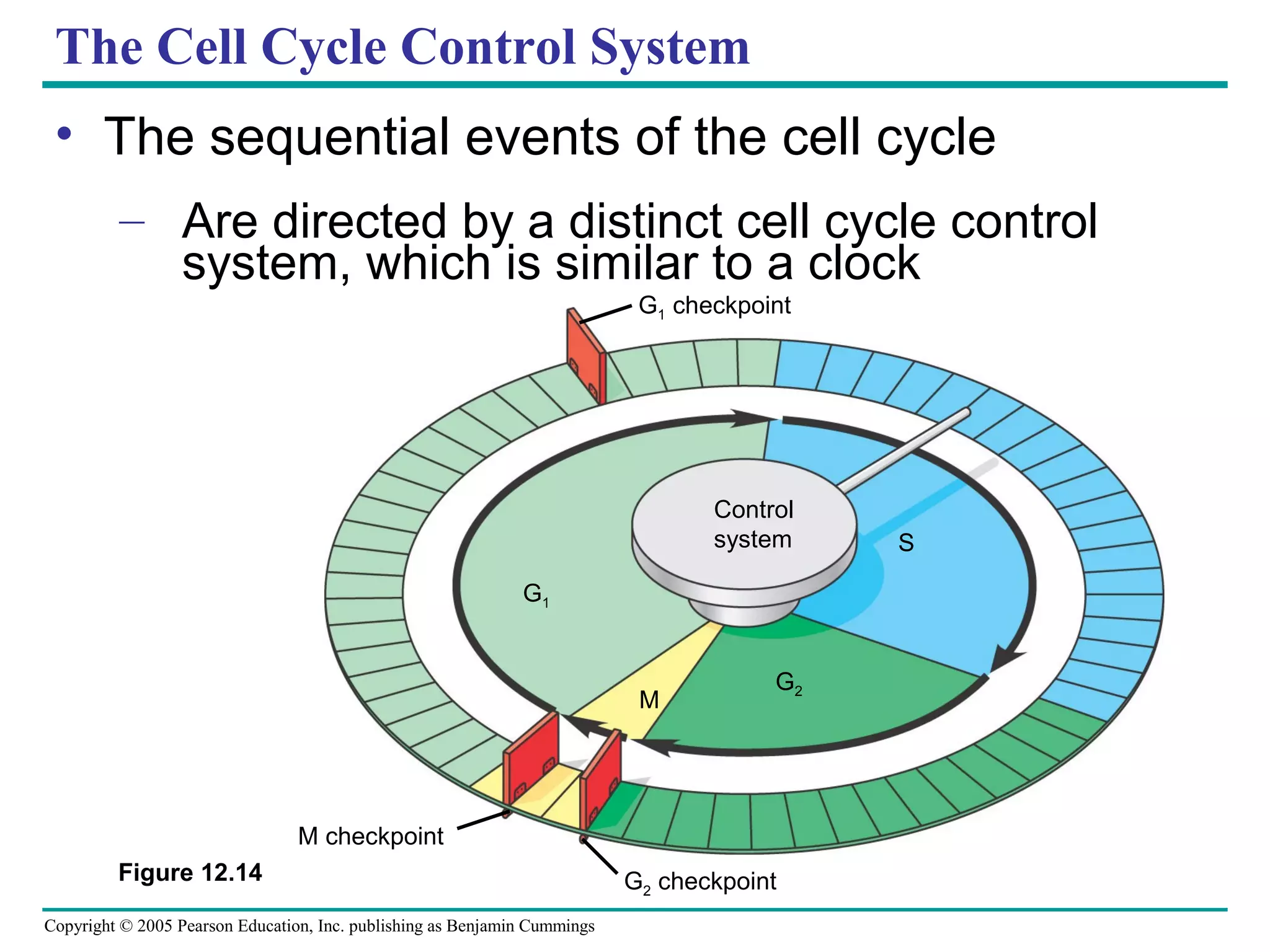 The Cell Cycle Control System
• The sequential events of the cell cycle
– Are directed by a distinct cell cycle control
system, which is similar to a clock
G1 checkpoint

Control
system
G1

M

G2

M checkpoint
Figure 12.14
Copyright © 2005 Pearson Education, Inc. publishing as Benjamin Cummings

G2 checkpoint

S

 