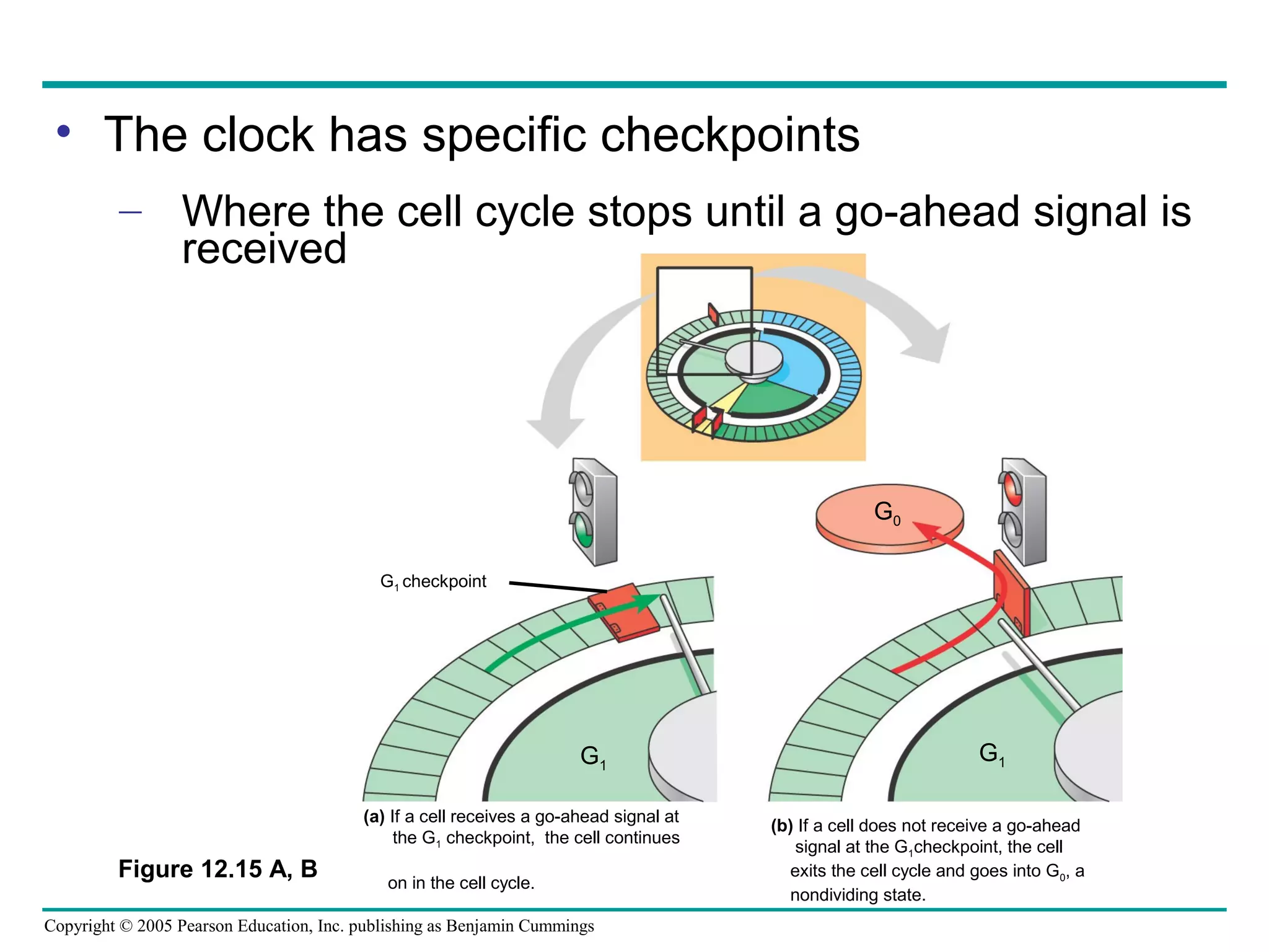 • The clock has specific checkpoints
– Where the cell cycle stops until a go-ahead signal is
received

G0
G1 checkpoint

G1
(a) If a cell receives a go-ahead signal at
the G1 checkpoint, the cell continues

Figure 12.15 A, B

on in the cell cycle.

Copyright © 2005 Pearson Education, Inc. publishing as Benjamin Cummings

G1
(b) If a cell does not receive a go-ahead
signal at the G1checkpoint, the cell
exits the cell cycle and goes into G0, a
nondividing state.

 