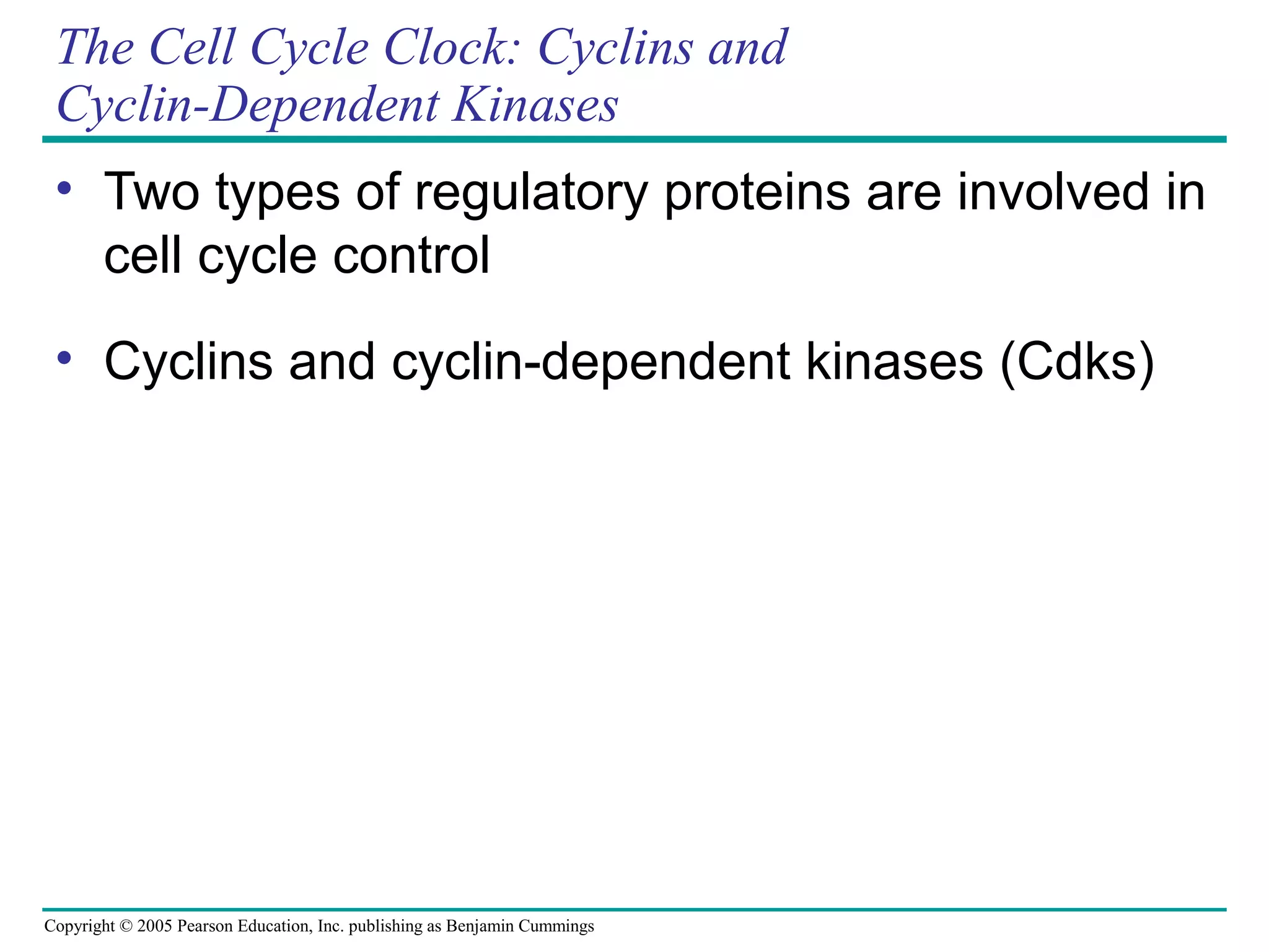 The Cell Cycle Clock: Cyclins and
Cyclin-Dependent Kinases
• Two types of regulatory proteins are involved in
cell cycle control
• Cyclins and cyclin-dependent kinases (Cdks)

Copyright © 2005 Pearson Education, Inc. publishing as Benjamin Cummings

 