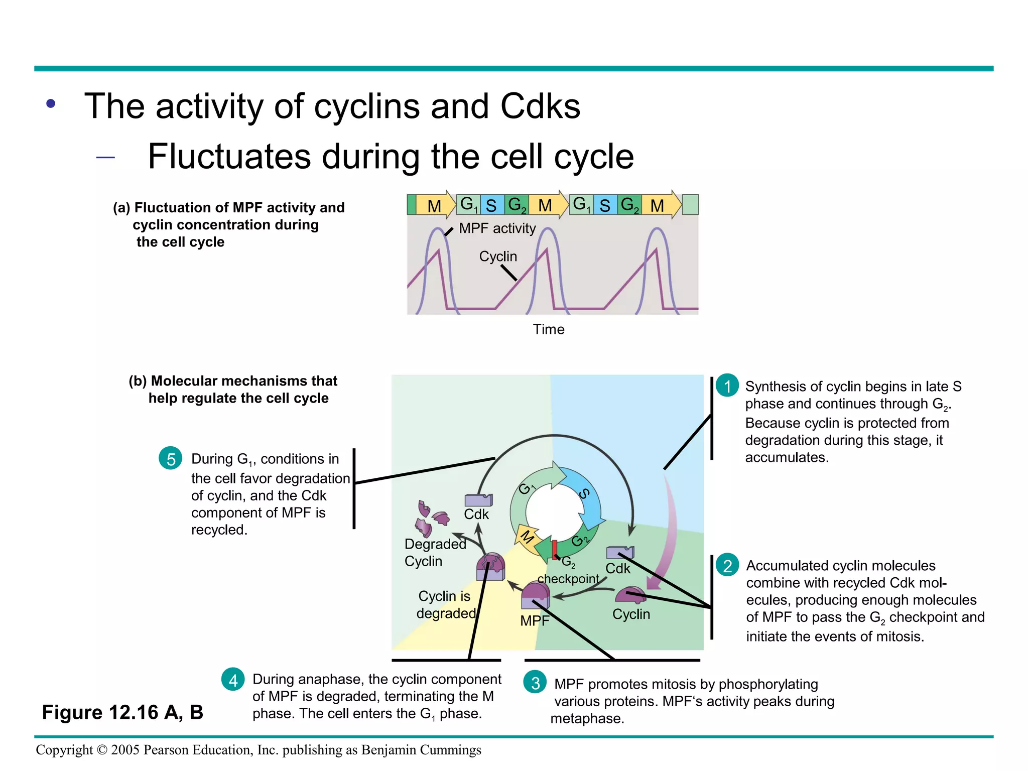 • The activity of cyclins and Cdks
– Fluctuates during the cell cycle
(a) Fluctuation of MPF activity and
cyclin concentration during
the cell cycle

M

G1 S G2 M

G1 S G2 M

MPF activity
Cyclin

Time
(b) Molecular mechanisms that
help regulate the cell cycle

1 Synthesis of cyclin begins in late S
phase and continues through G2.
Because cyclin is protected from
degradation during this stage, it
accumulates.

G

4 During anaphase, the cyclin component
of MPF is degraded, terminating the M
phase. The cell enters the G1 phase.

Copyright © 2005 Pearson Education, Inc. publishing as Benjamin Cummings

2

G

Degraded
Cyclin
Cyclin is
degraded

Figure 12.16 A, B

S

Cdk
M

the cell favor degradation
of cyclin, and the Cdk
component of MPF is
recycled.

1

5 During G1, conditions in

G2
Cdk
checkpoint

MPF

Cyclin

2 Accumulated cyclin molecules

combine with recycled Cdk molecules, producing enough molecules
of MPF to pass the G2 checkpoint and
initiate the events of mitosis.

3 MPF promotes mitosis by phosphorylating
various proteins. MPF‘s activity peaks during
metaphase.

 