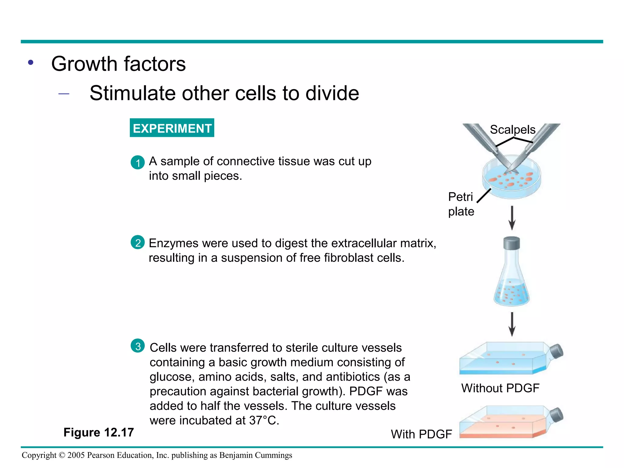 • Growth factors
– Stimulate other cells to divide
EXPERIMENT

Scalpels

1 A sample of connective tissue was cut up

into small pieces.

Petri
plate
2 Enzymes were used to digest the extracellular matrix,

resulting in a suspension of free fibroblast cells.

3 Cells were transferred to sterile culture vessels

Figure 12.17

containing a basic growth medium consisting of
glucose, amino acids, salts, and antibiotics (as a
Without PDGF
precaution against bacterial growth). PDGF was
added to half the vessels. The culture vessels
were incubated at 37°C.
With PDGF

Copyright © 2005 Pearson Education, Inc. publishing as Benjamin Cummings

 