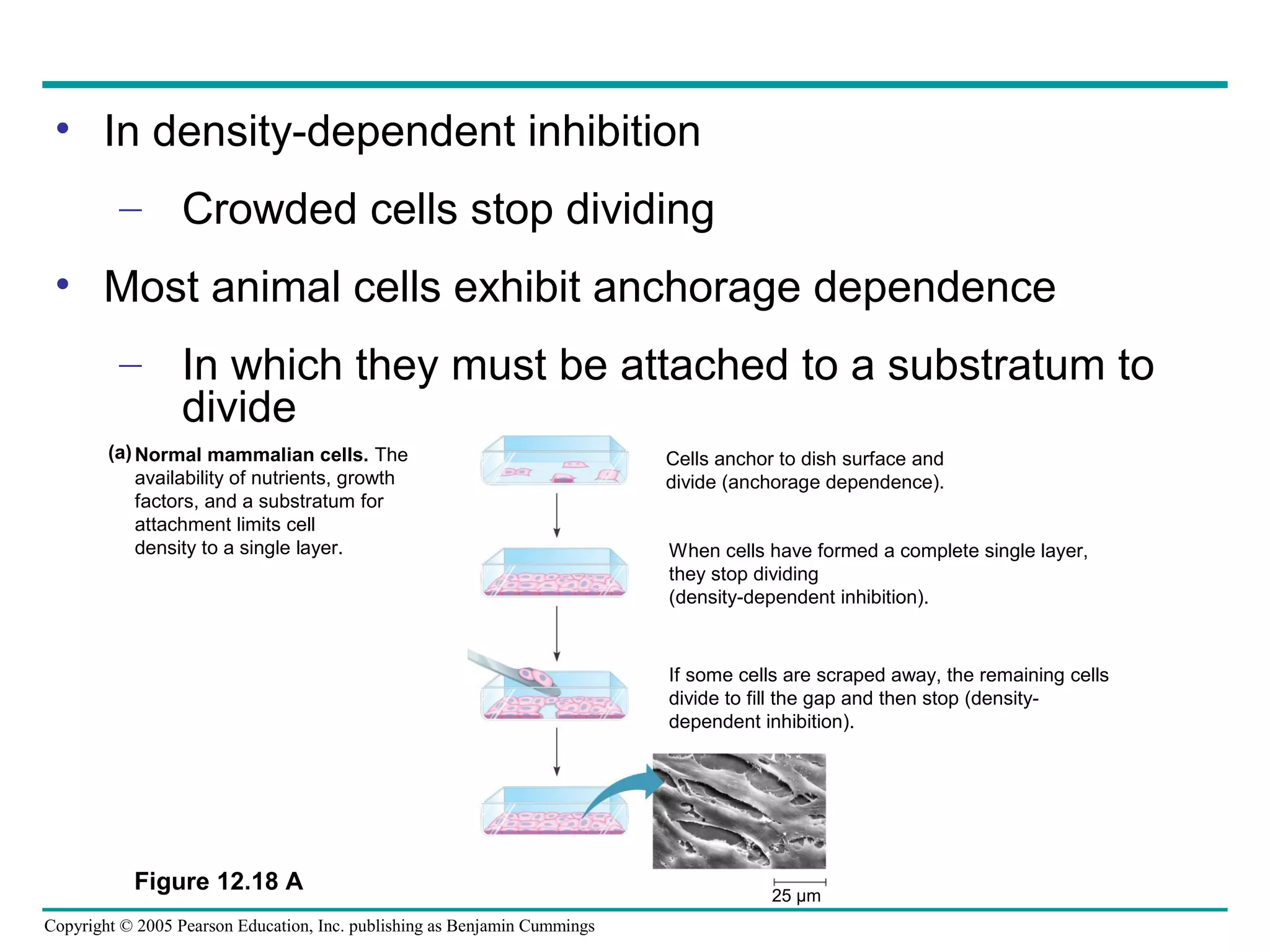 • In density-dependent inhibition
– Crowded cells stop dividing
• Most animal cells exhibit anchorage dependence
– In which they must be attached to a substratum to
divide
(a) Normal mammalian cells. The
availability of nutrients, growth
factors, and a substratum for
attachment limits cell
density to a single layer.

Cells anchor to dish surface and
divide (anchorage dependence).
When cells have formed a complete single layer,
they stop dividing
(density-dependent inhibition).

If some cells are scraped away, the remaining cells
divide to fill the gap and then stop (densitydependent inhibition).

Figure 12.18 A
Copyright © 2005 Pearson Education, Inc. publishing as Benjamin Cummings

25 µm

 