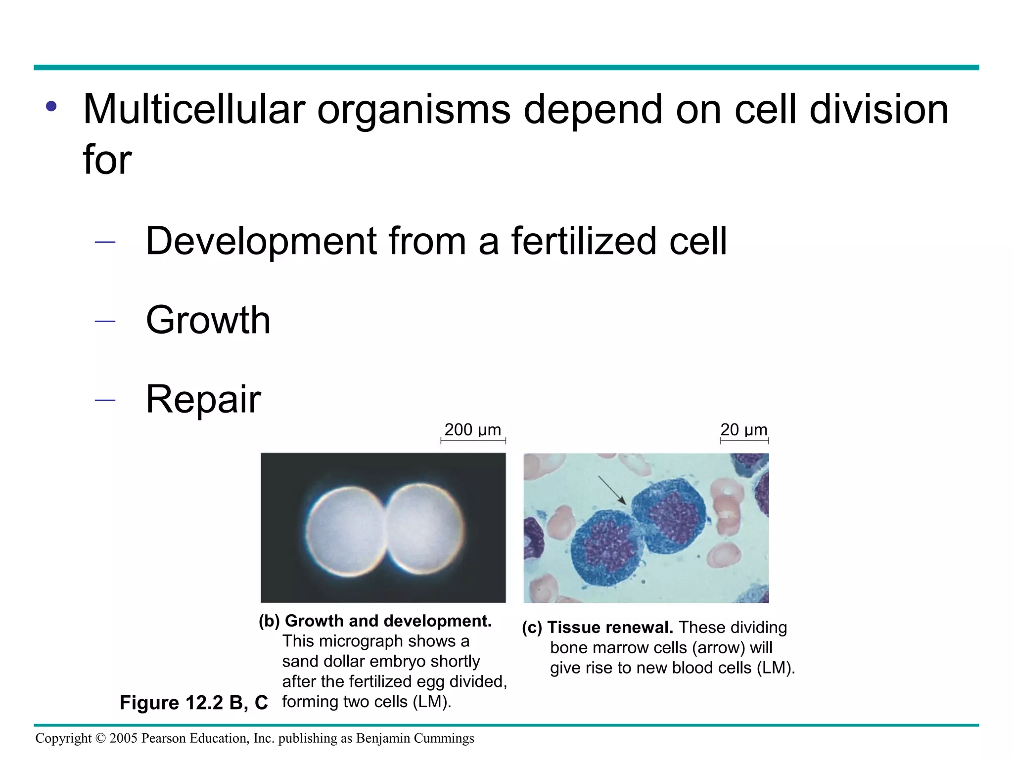 • Multicellular organisms depend on cell division
for
– Development from a fertilized cell
– Growth
– Repair

200 µm

20 µm

(b) Growth and development.
(c) Tissue renewal. These dividing
This micrograph shows a
bone marrow cells (arrow) will
sand dollar embryo shortly
give rise to new blood cells (LM).
after the fertilized egg divided,
Figure 12.2 B, C forming two cells (LM).
Copyright © 2005 Pearson Education, Inc. publishing as Benjamin Cummings

 