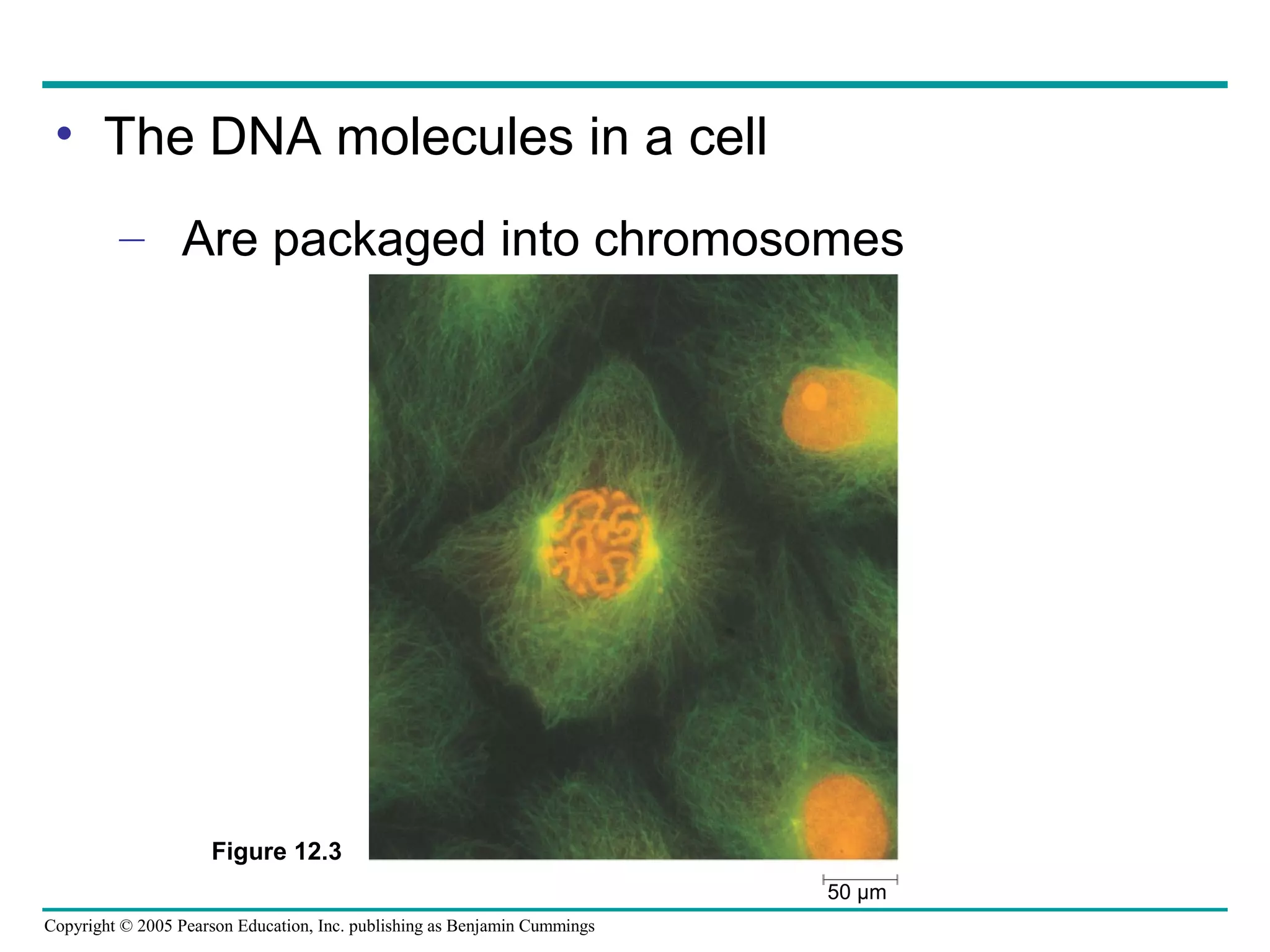 • The DNA molecules in a cell
– Are packaged into chromosomes

Figure 12.3
50 µm
Copyright © 2005 Pearson Education, Inc. publishing as Benjamin Cummings

 