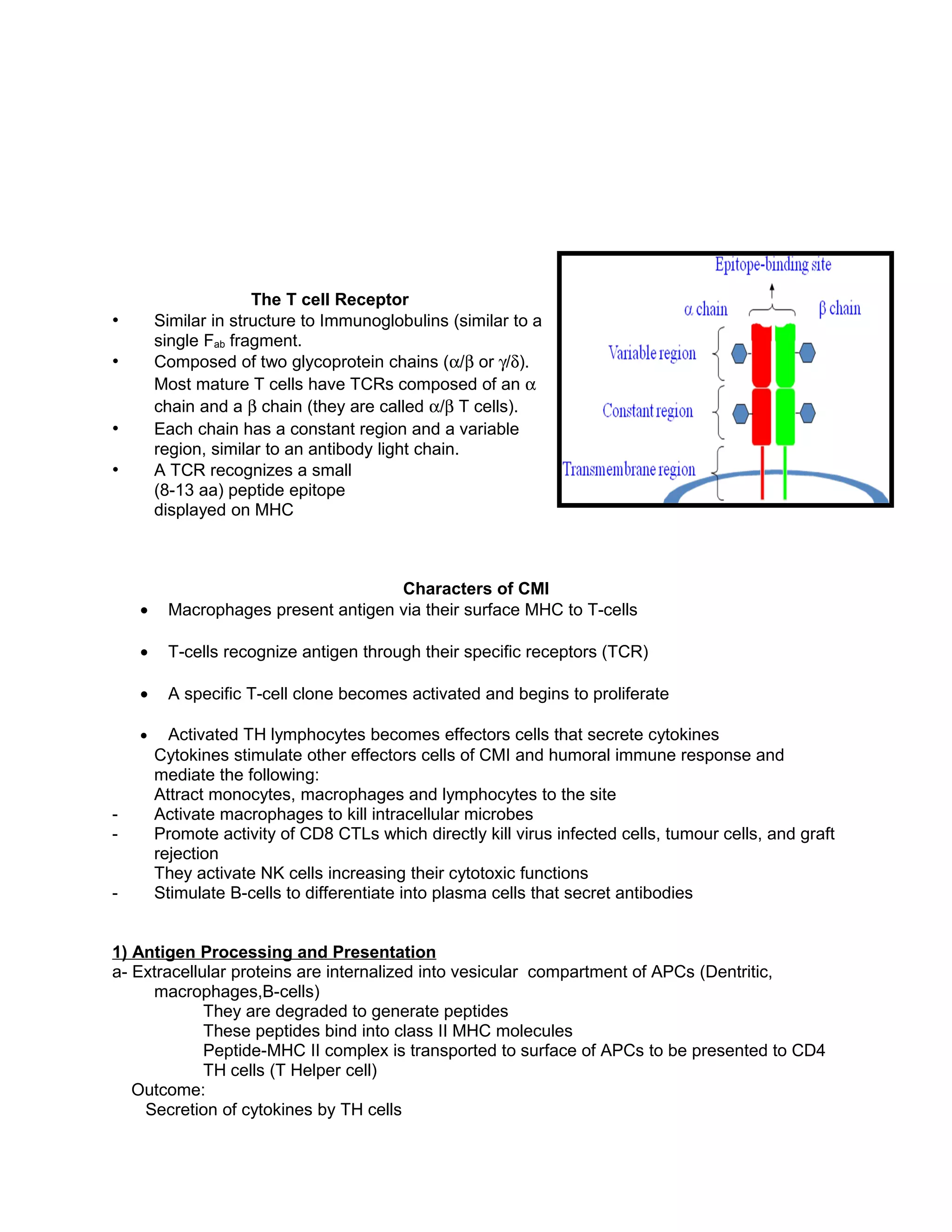 The T cell Receptor
• Similar in structure to Immunoglobulins (similar to a
single Fab fragment.
• Composed of two glycoprotein chains (α/β or γ/δ).
Most mature T cells have TCRs composed of an α
chain and a β chain (they are called α/β T cells).
• Each chain has a constant region and a variable
region, similar to an antibody light chain.
• A TCR recognizes a small
(8-13 aa) peptide epitope
displayed on MHC
Characters of CMI
• Macrophages present antigen via their surface MHC to T-cells
• T-cells recognize antigen through their specific receptors (TCR)
• A specific T-cell clone becomes activated and begins to proliferate
• Activated TH lymphocytes becomes effectors cells that secrete cytokines
Cytokines stimulate other effectors cells of CMI and humoral immune response and
mediate the following:
Attract monocytes, macrophages and lymphocytes to the site
- Activate macrophages to kill intracellular microbes
- Promote activity of CD8 CTLs which directly kill virus infected cells, tumour cells, and graft
rejection
They activate NK cells increasing their cytotoxic functions
- Stimulate B-cells to differentiate into plasma cells that secret antibodies
1) Antigen Processing and Presentation
a- Extracellular proteins are internalized into vesicular compartment of APCs (Dentritic,
macrophages,B-cells)
They are degraded to generate peptides
These peptides bind into class II MHC molecules
Peptide-MHC II complex is transported to surface of APCs to be presented to CD4
TH cells (T Helper cell)
Outcome:
Secretion of cytokines by TH cells
 