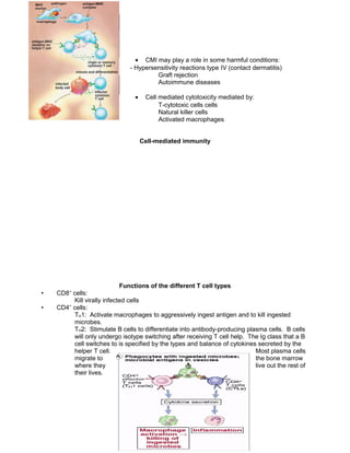 • CMI may play a role in some harmful conditions:
- Hypersensitivity reactions type IV (contact dermatitis)
Graft rejection
Autoimmune diseases
• Cell mediated cytotoxicity mediated by:
T-cytotoxic cells cells
Natural killer cells
Activated macrophages
Cell-mediated immunity
Functions of the different T cell types
• CD8+
cells:
Kill virally infected cells
• CD4+
cells:
TH1: Activate macrophages to aggressively ingest antigen and to kill ingested
microbes.
TH2: Stimulate B cells to differentiate into antibody-producing plasma cells. B cells
will only undergo isotype switching after receiving T cell help. The Ig class that a B
cell switches to is specified by the types and balance of cytokines secreted by the
helper T cell. Most plasma cells
migrate to the bone marrow
where they live out the rest of
their lives.
 