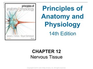 CHAPTER 12
Nervous Tissue
Copyright © 2014 John Wiley & Sons, Inc. All rights reserved.
Principles of
Anatomy and
Physiology
14th Edition
 