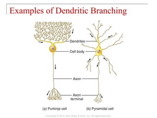 Examples of Dendritic Branching
Copyright © 2014 John Wiley & Sons, Inc. All rights reserved.
 