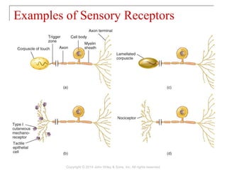 Examples of Sensory Receptors
Copyright © 2014 John Wiley & Sons, Inc. All rights reserved.
 