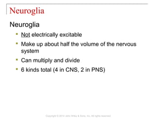 Neuroglia
 Not electrically excitable
 Make up about half the volume of the nervous
system
 Can multiply and divide
 6 kinds total (4 in CNS, 2 in PNS)
Neuroglia
Copyright © 2014 John Wiley & Sons, Inc. All rights reserved.
 
