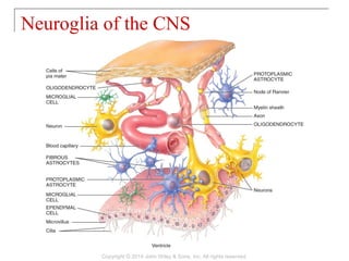 Neuroglia of the CNS
Copyright © 2014 John Wiley & Sons, Inc. All rights reserved.
 