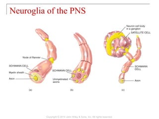 Neuroglia of the PNS
Copyright © 2014 John Wiley & Sons, Inc. All rights reserved.
 