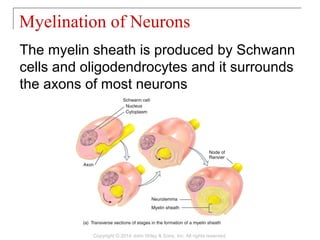 The myelin sheath is produced by Schwann
cells and oligodendrocytes and it surrounds
the axons of most neurons
Myelination of Neurons
Copyright © 2014 John Wiley & Sons, Inc. All rights reserved.
 