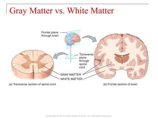 Gray Matter vs. White Matter
Copyright © 2014 John Wiley & Sons, Inc. All rights reserved.
 