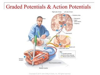 Graded Potentials & Action Potentials
Copyright © 2014 John Wiley & Sons, Inc. All rights reserved.
 