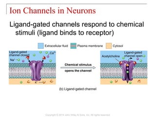 Ligand-gated channels respond to chemical
stimuli (ligand binds to receptor)
Ion Channels in Neurons
Copyright © 2014 John Wiley & Sons, Inc. All rights reserved.
 