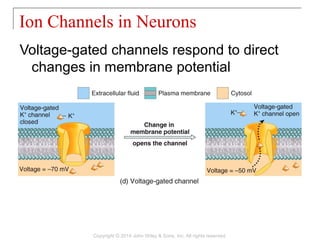 Voltage-gated channels respond to direct
changes in membrane potential
Ion Channels in Neurons
Copyright © 2014 John Wiley & Sons, Inc. All rights reserved.
 