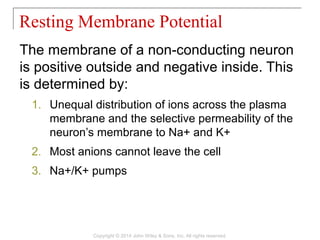 The membrane of a non-conducting neuron
is positive outside and negative inside. This
is determined by:
1. Unequal distribution of ions across the plasma
membrane and the selective permeability of the
neuron’s membrane to Na+ and K+
2. Most anions cannot leave the cell
3. Na+/K+ pumps
Resting Membrane Potential
Copyright © 2014 John Wiley & Sons, Inc. All rights reserved.
 
