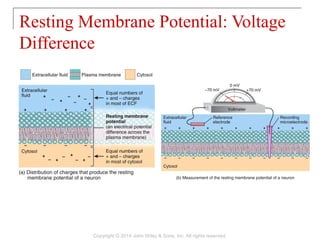 Resting Membrane Potential: Voltage
Difference
Copyright © 2014 John Wiley & Sons, Inc. All rights reserved.
 