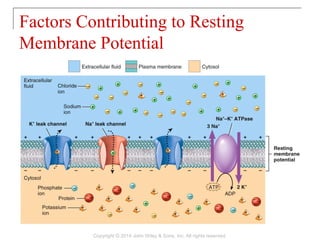 Factors Contributing to Resting
Membrane Potential
Copyright © 2014 John Wiley & Sons, Inc. All rights reserved.
 