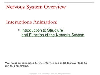 Nervous System Overview
Copyright © 2014 John Wiley & Sons, Inc. All rights reserved.
 Introduction to Structure
and Function of the Nervous System
Interactions Animation:
You must be connected to the Internet and in Slideshow Mode to
run this animation.
 