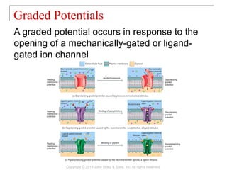 A graded potential occurs in response to the
opening of a mechanically-gated or ligand-
gated ion channel
Graded Potentials
Copyright © 2014 John Wiley & Sons, Inc. All rights reserved.
 