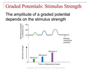The amplitude of a graded potential
depends on the stimulus strength
Graded Potentials: Stimulus Strength
Copyright © 2014 John Wiley & Sons, Inc. All rights reserved.
 