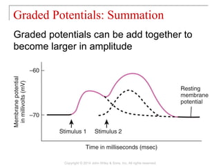 Graded potentials can be add together to
become larger in amplitude
Graded Potentials: Summation
Copyright © 2014 John Wiley & Sons, Inc. All rights reserved.
 