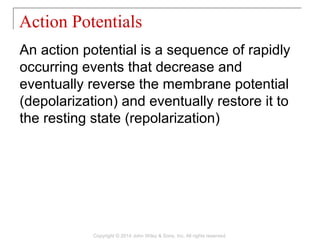 An action potential is a sequence of rapidly
occurring events that decrease and
eventually reverse the membrane potential
(depolarization) and eventually restore it to
the resting state (repolarization)
Action Potentials
Copyright © 2014 John Wiley & Sons, Inc. All rights reserved.
 