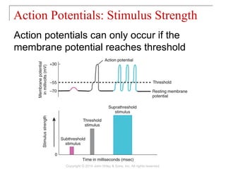 Action potentials can only occur if the
membrane potential reaches threshold
Action Potentials: Stimulus Strength
Copyright © 2014 John Wiley & Sons, Inc. All rights reserved.
 