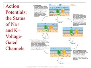 Action
Potentials:
the Status
of Na+
and K+
Voltage-
Gated
Channels
Copyright © 2014 John Wiley & Sons, Inc. All rights reserved.
 