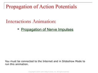 Propagation of Action Potentials
Copyright © 2014 John Wiley & Sons, Inc. All rights reserved.
 Propagation of Nerve Impulses
Interactions Animation:
You must be connected to the Internet and in Slideshow Mode to
run this animation.
 