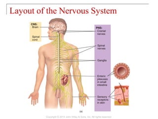Layout of the Nervous System
Copyright © 2014 John Wiley & Sons, Inc. All rights reserved.
 