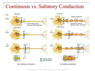 Continuous vs. Saltatory Conduction
Copyright © 2014 John Wiley & Sons, Inc. All rights reserved.
 