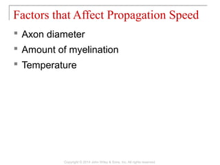  Axon diameter
 Amount of myelination
 Temperature
Factors that Affect Propagation Speed
Copyright © 2014 John Wiley & Sons, Inc. All rights reserved.
 