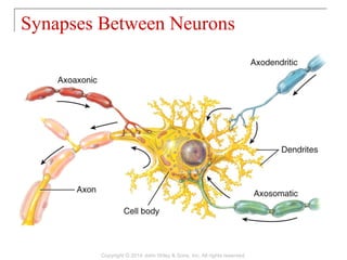 Synapses Between Neurons
Copyright © 2014 John Wiley & Sons, Inc. All rights reserved.
 