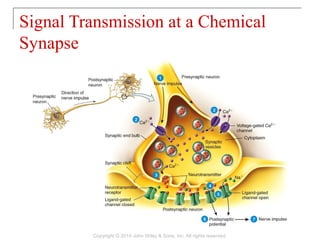 Signal Transmission at a Chemical
Synapse
Copyright © 2014 John Wiley & Sons, Inc. All rights reserved.
 