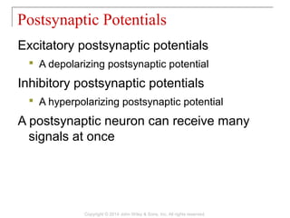 Excitatory postsynaptic potentials
 A depolarizing postsynaptic potential
Inhibitory postsynaptic potentials
 A hyperpolarizing postsynaptic potential
A postsynaptic neuron can receive many
signals at once
Postsynaptic Potentials
Copyright © 2014 John Wiley & Sons, Inc. All rights reserved.
 