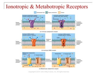 Ionotropic & Metabotropic Receptors
Copyright © 2014 John Wiley & Sons, Inc. All rights reserved.
 