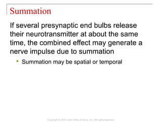 If several presynaptic end bulbs release
their neurotransmitter at about the same
time, the combined effect may generate a
nerve impulse due to summation
 Summation may be spatial or temporal
Summation
Copyright © 2014 John Wiley & Sons, Inc. All rights reserved.
 