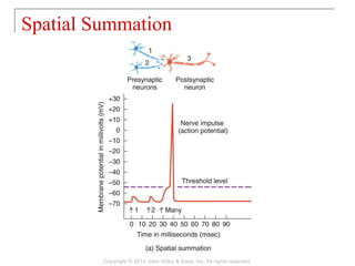 Spatial Summation
Copyright © 2014 John Wiley & Sons, Inc. All rights reserved.
 