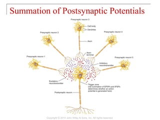 Summation of Postsynaptic Potentials
Copyright © 2014 John Wiley & Sons, Inc. All rights reserved.
 