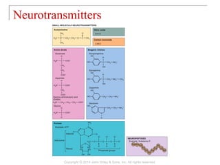 Neurotransmitters
Copyright © 2014 John Wiley & Sons, Inc. All rights reserved.
 