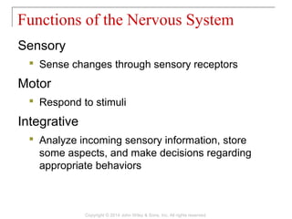 Sensory
 Sense changes through sensory receptors
Motor
 Respond to stimuli
Integrative
 Analyze incoming sensory information, store
some aspects, and make decisions regarding
appropriate behaviors
Functions of the Nervous System
Copyright © 2014 John Wiley & Sons, Inc. All rights reserved.
 