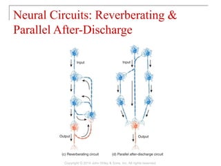 Neural Circuits: Reverberating &
Parallel After-Discharge
Copyright © 2014 John Wiley & Sons, Inc. All rights reserved.
 