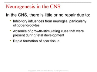 In the CNS, there is little or no repair due to:
 Inhibitory influences from neuroglia, particularly
oligodendrocytes
 Absence of growth-stimulating cues that were
present during fetal development
 Rapid formation of scar tissue
Neurogenesis in the CNS
Copyright © 2014 John Wiley & Sons, Inc. All rights reserved.
 
