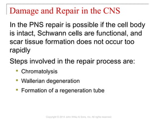 In the PNS repair is possible if the cell body
is intact, Schwann cells are functional, and
scar tissue formation does not occur too
rapidly
Steps involved in the repair process are:
 Chromatolysis
 Wallerian degeneration
 Formation of a regeneration tube
Damage and Repair in the CNS
Copyright © 2014 John Wiley & Sons, Inc. All rights reserved.
 