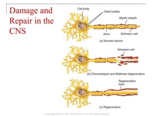 Damage and
Repair in the
CNS
Copyright © 2014 John Wiley & Sons, Inc. All rights reserved.
 