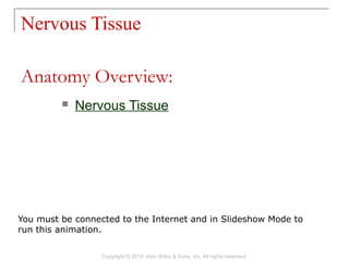 Nervous Tissue
Copyright © 2014 John Wiley & Sons, Inc. All rights reserved.
 Nervous Tissue
Anatomy Overview:
You must be connected to the Internet and in Slideshow Mode to
run this animation.
 